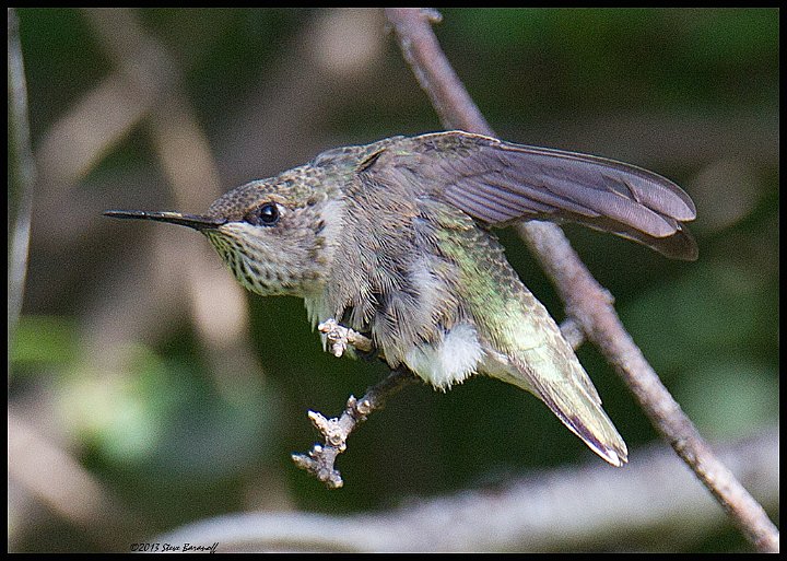 _3SB7658 rufous hummingbird female.jpg